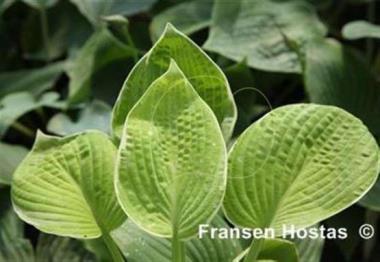 Hosta Aspen Breeze