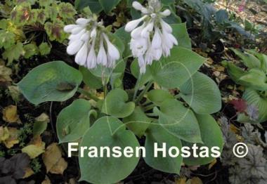 Hosta Aspen Gold