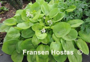 Hosta Aspen Gold