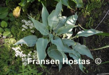 Hosta Astral Bliss