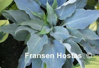 Hosta Astral Bliss