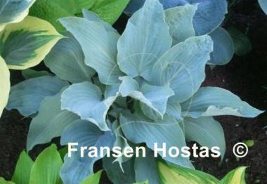 Hosta Astral Bliss
