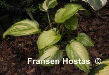 Hosta Athena