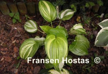 Hosta Athena