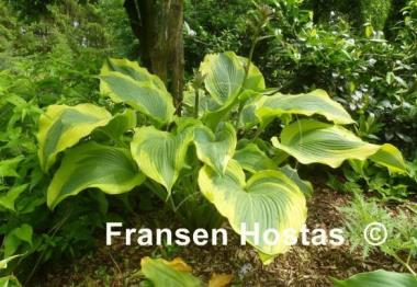 Hosta Atlantis