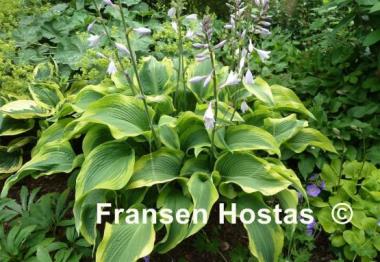 Hosta Atlantis