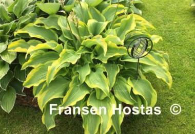 Hosta Atlantis