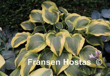 Hosta Atlantis