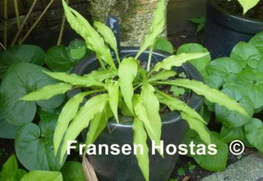 Hosta Atom Smasher
