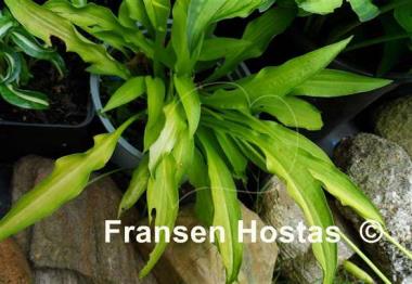 Hosta Atom Smasher