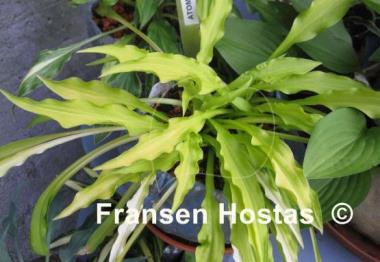 Hosta Atom Smasher