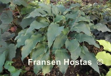 Hosta Atomic Elvis