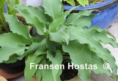 Hosta Atomic Elvis