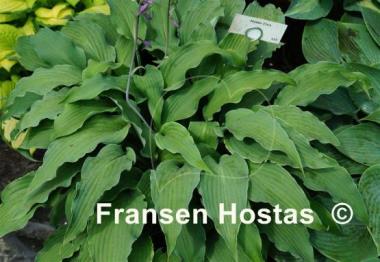 Hosta Atomic Elvis