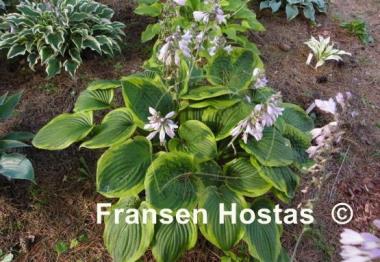 Hosta August Beauty