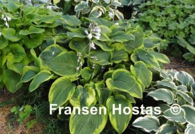 Hosta August Beauty