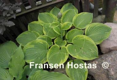 Hosta August Beauty
