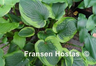 Hosta August Beauty