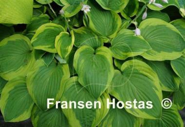 Hosta August Beauty
