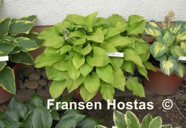 Hosta August Moon