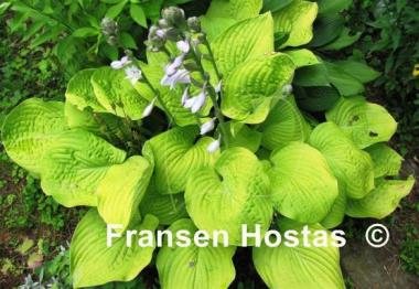 Hosta August Moon