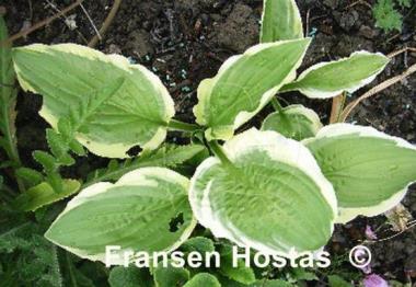 Hosta Austin Dickinson