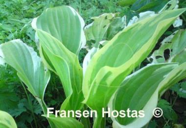 Hosta Austin Dickinson