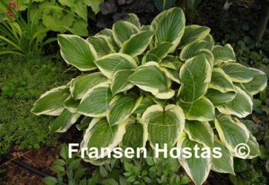 Hosta Austin Dickinson