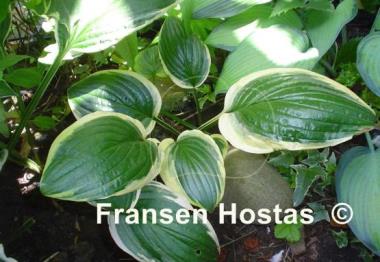 Hosta Austin Dickinson