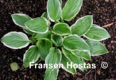 Hosta Austin Dickinson