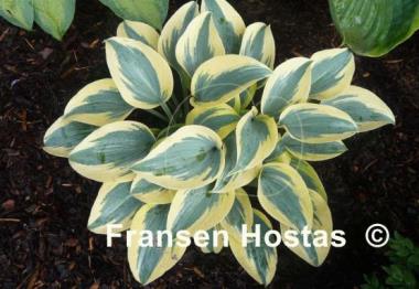 Hosta Autumn Frost
