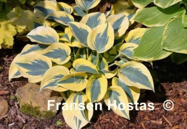 Hosta Autumn Frost