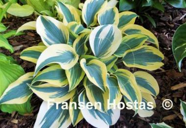 Hosta Autumn Frost