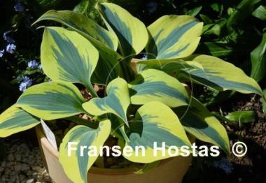 Hosta Autumn Frost