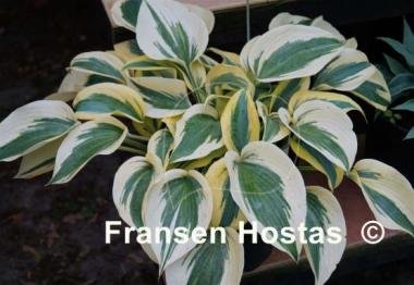 Hosta Autumn Frost