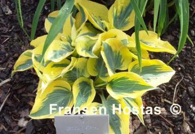 Hosta Autumn Frost