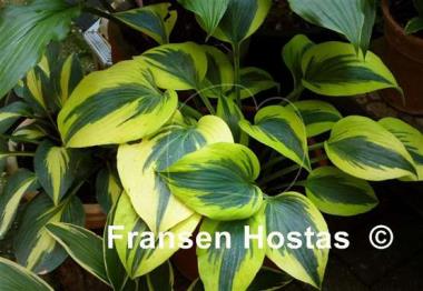 Hosta Autumn Frost