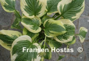 Hosta Avalanche