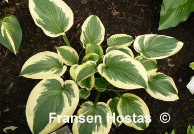 Hosta Avalanche