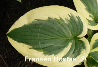 Hosta Avalanche