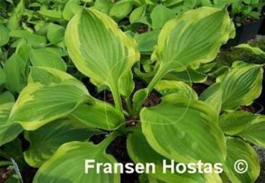 Hosta Avalanche