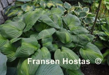 Hosta Avocado