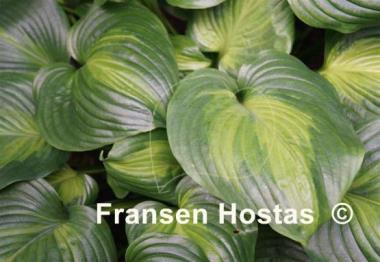 Hosta Avocado