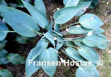 Hosta Awakening Angel