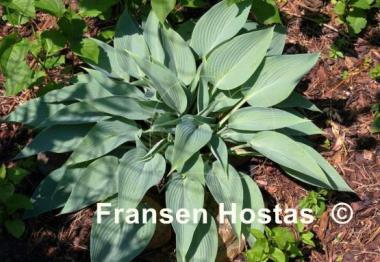 Hosta Awakening Angel