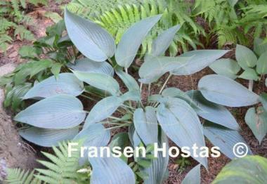 Hosta Awakening Angel