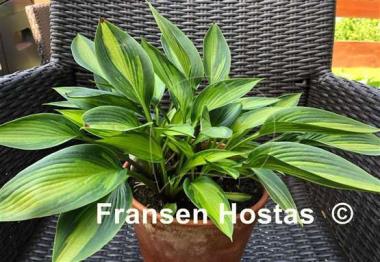Hosta Ayesha