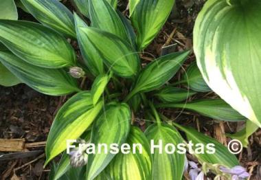 Hosta Ayesha