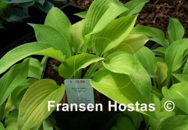 Hosta Aztec Treasure