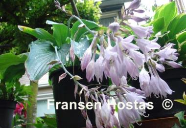 Hosta Azure Snow